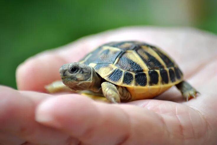 Покажи фото черепах The prettiest turtle in all the land Pet turtle, Turtles for sale, Cute baby tur