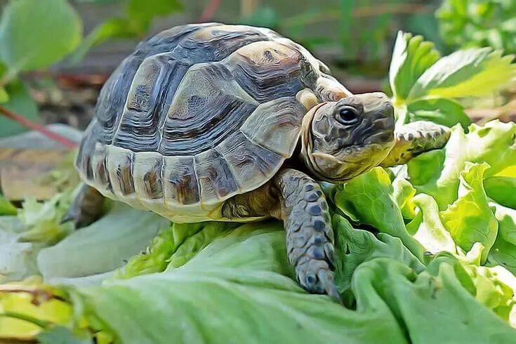 Покажи фото черепах Voici comment préparer l’habitat d’une tortue terrestre - Remèdes Naturels pour 