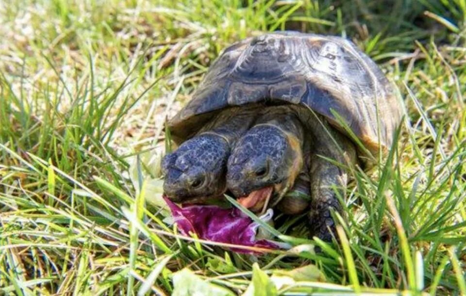 Покажи фото черепах Two-headed tortoise still makes waves 23 years later