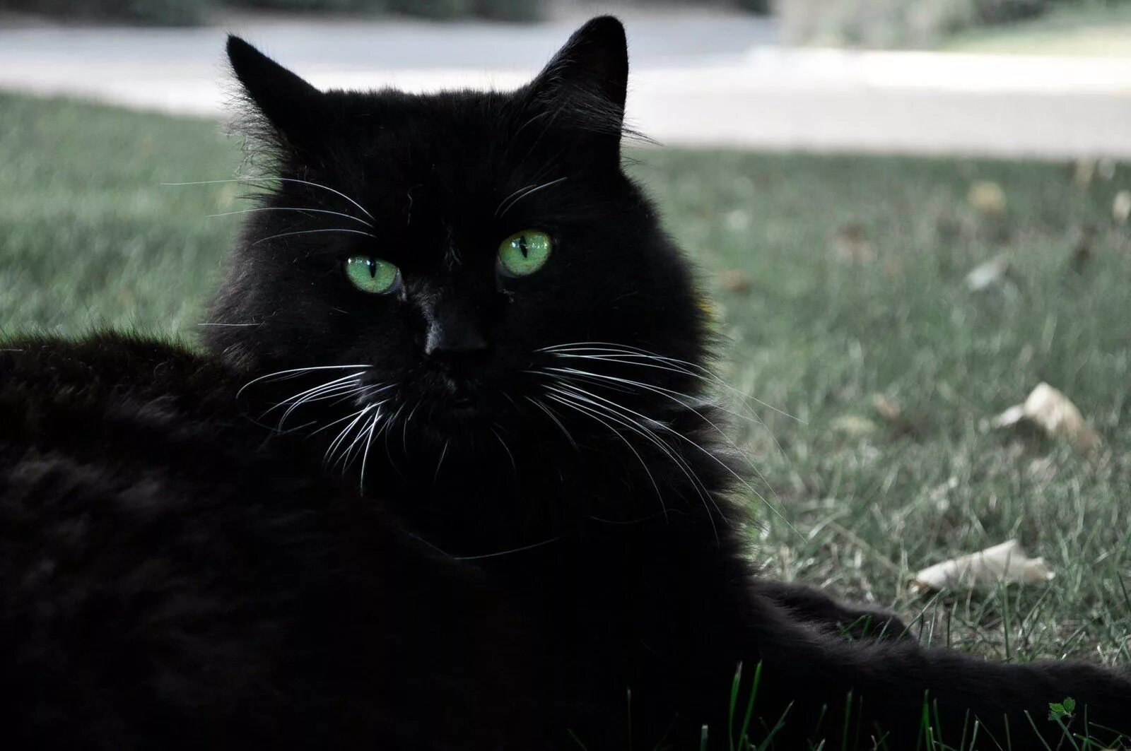 Покажи фото черного кота Green Eyes for Black Cats Cat with blue eyes, Cats, Black cat