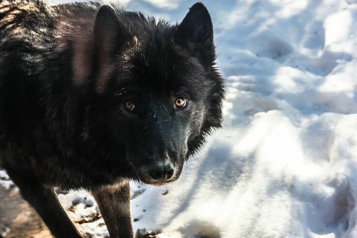 Покажи фото черного волка Black Wolf Animal spirit guides, Black wolf, Spirit animal