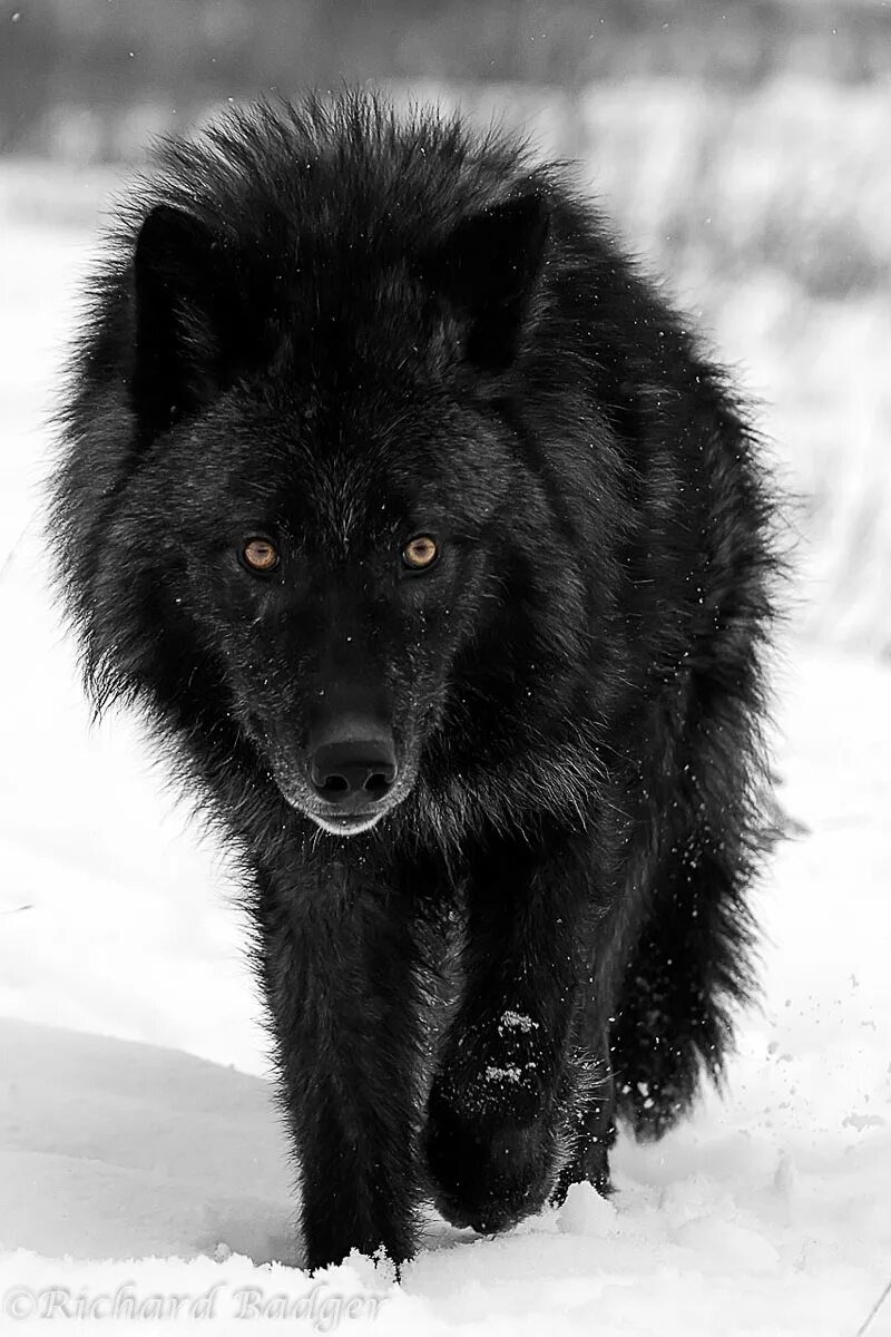 Покажи фото черного волка Wolves - Richard Badger Photography