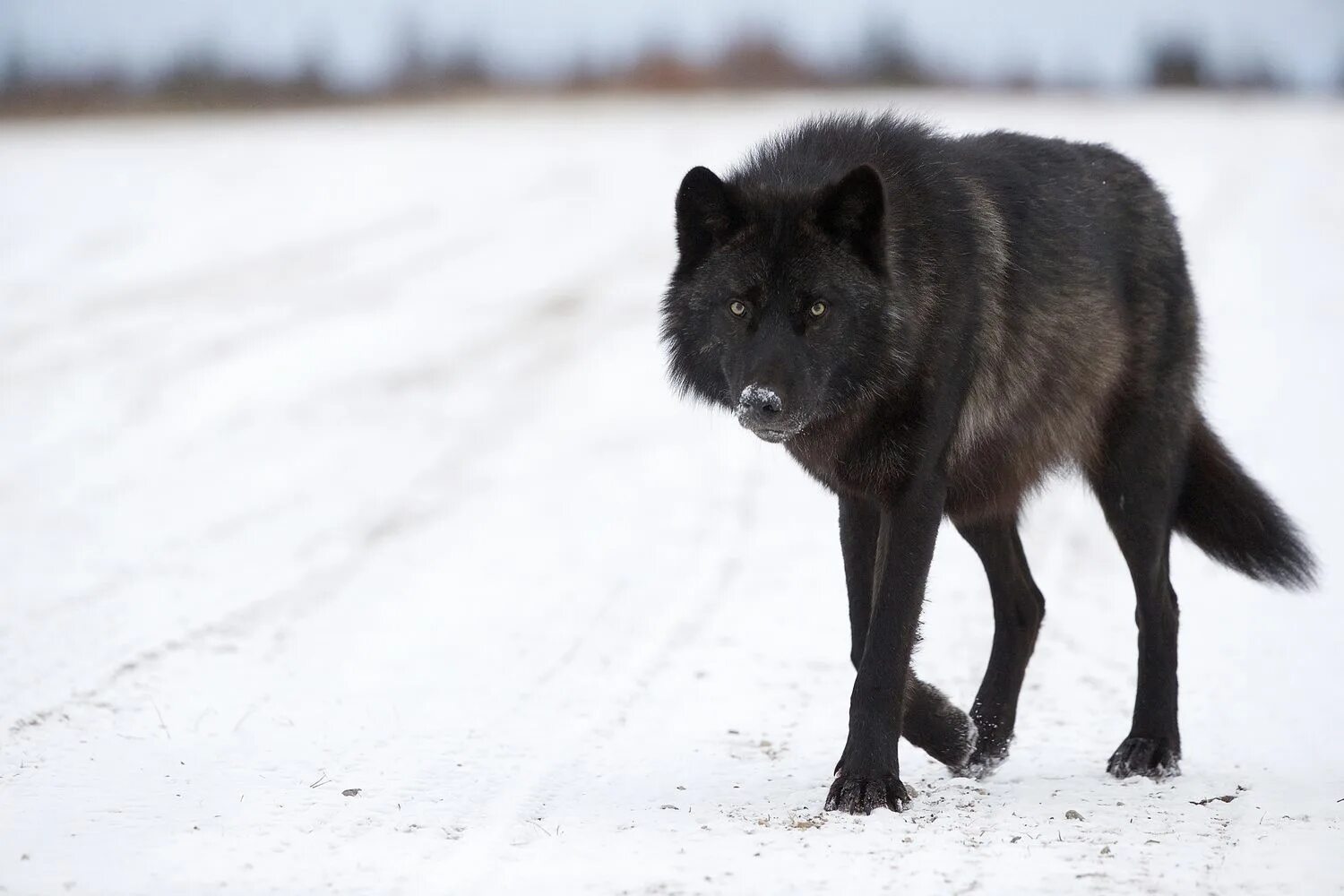 Покажи фото черного волка The Mystery of North America's Black Wolves