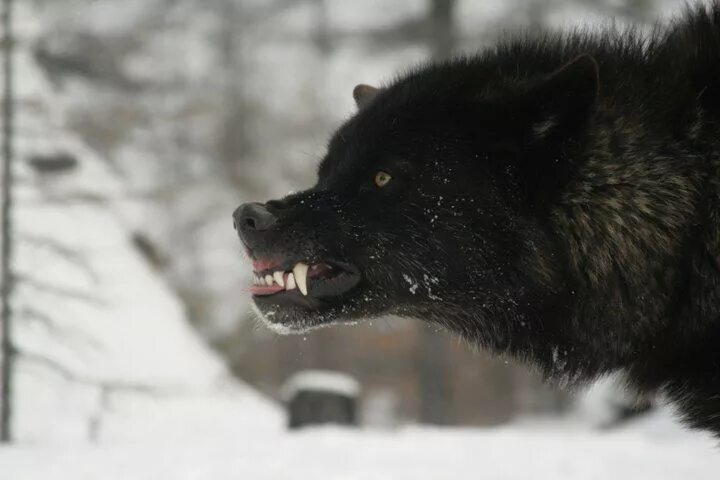 Покажи фото черного волка Black phase High content wolfdog - snarling on que Black wolf, White wolf, Wolf