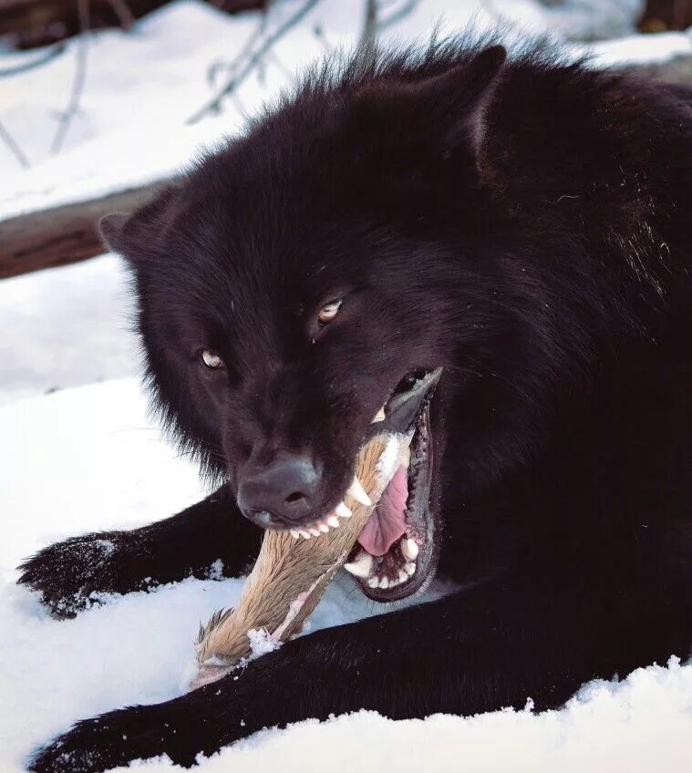 Покажи фото черного волка Gorgeous black wolf eating it's prey Wolf dog, Black wolf, Wild dogs