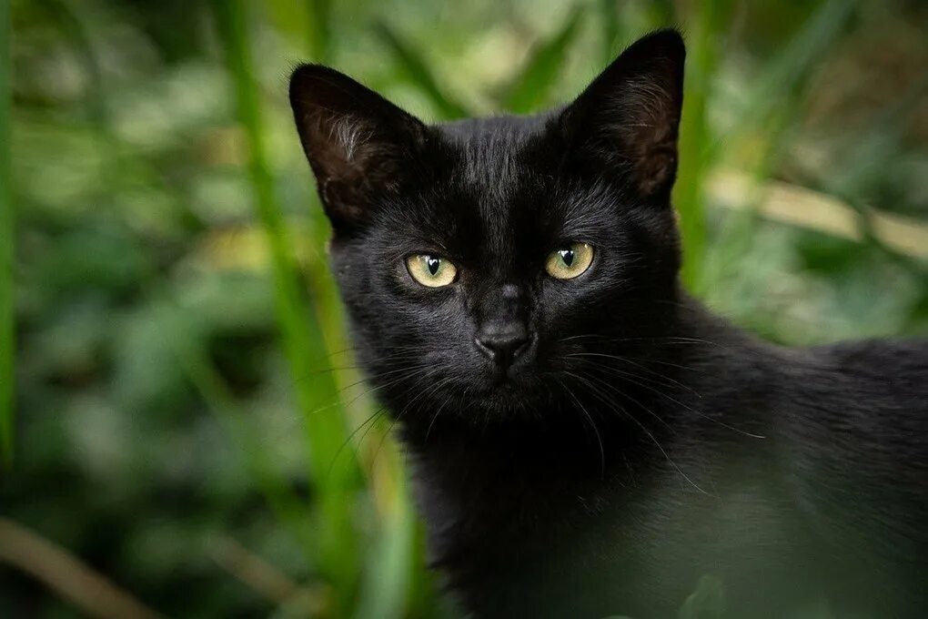 Покажи фото черной кошки На Алтае приюты не отдавали черных котов в канун Хэллоуина - МК Барнаул