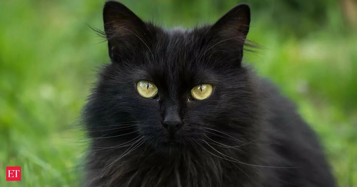 Покажи фото черной кошки National Black Cat Day 2022: National Black Cat Day: See why US celebrates this 