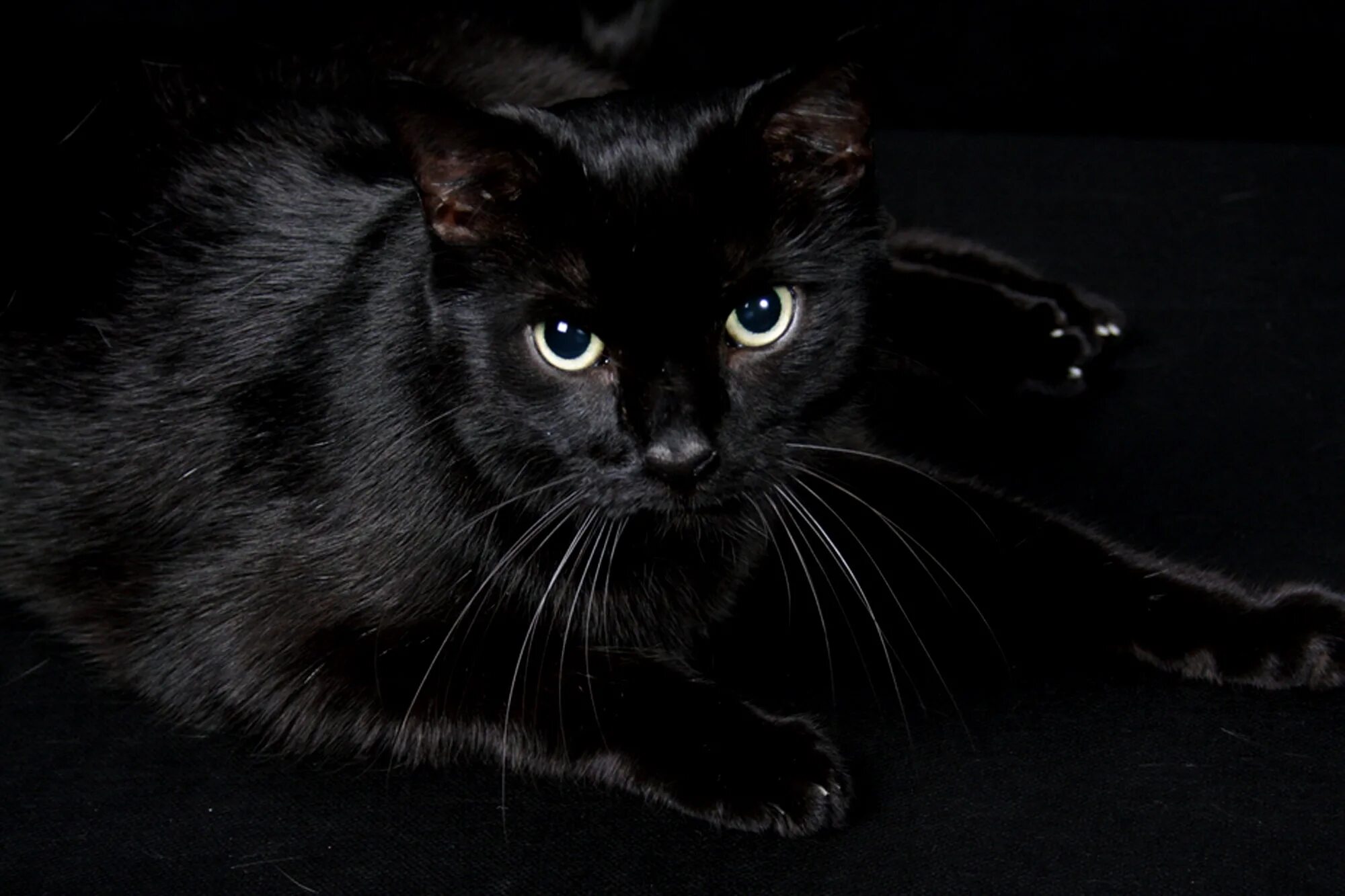 Покажи фото черной кошки People actually adopt black cats for Halloween costume props