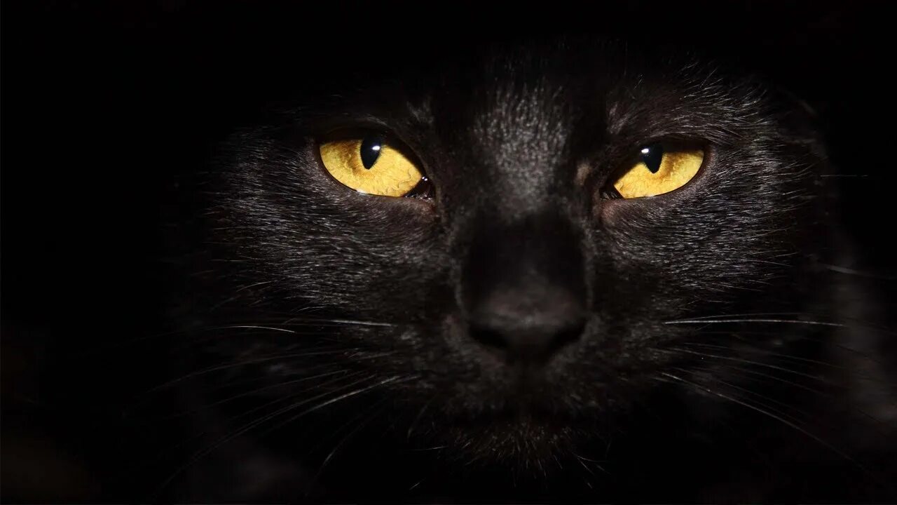 Покажи фото черной кошки 5 Pawsitively Fascinating Facts About Black Cats - YouTube