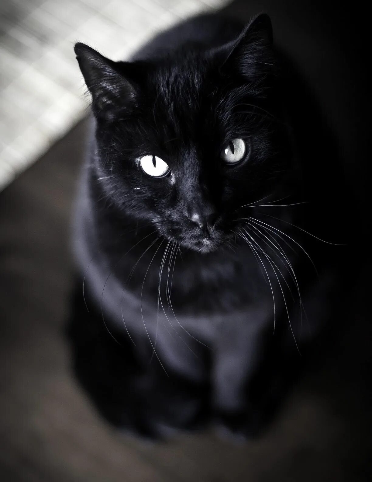 Покажи фото черных Black cat breeds, Cats, Short hair black