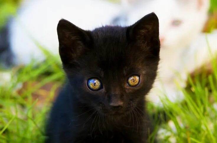 Покажи фото черных Big eyes by Eleonora Spisni on 500px Cats, Beautiful cats, Black cat aesthetic