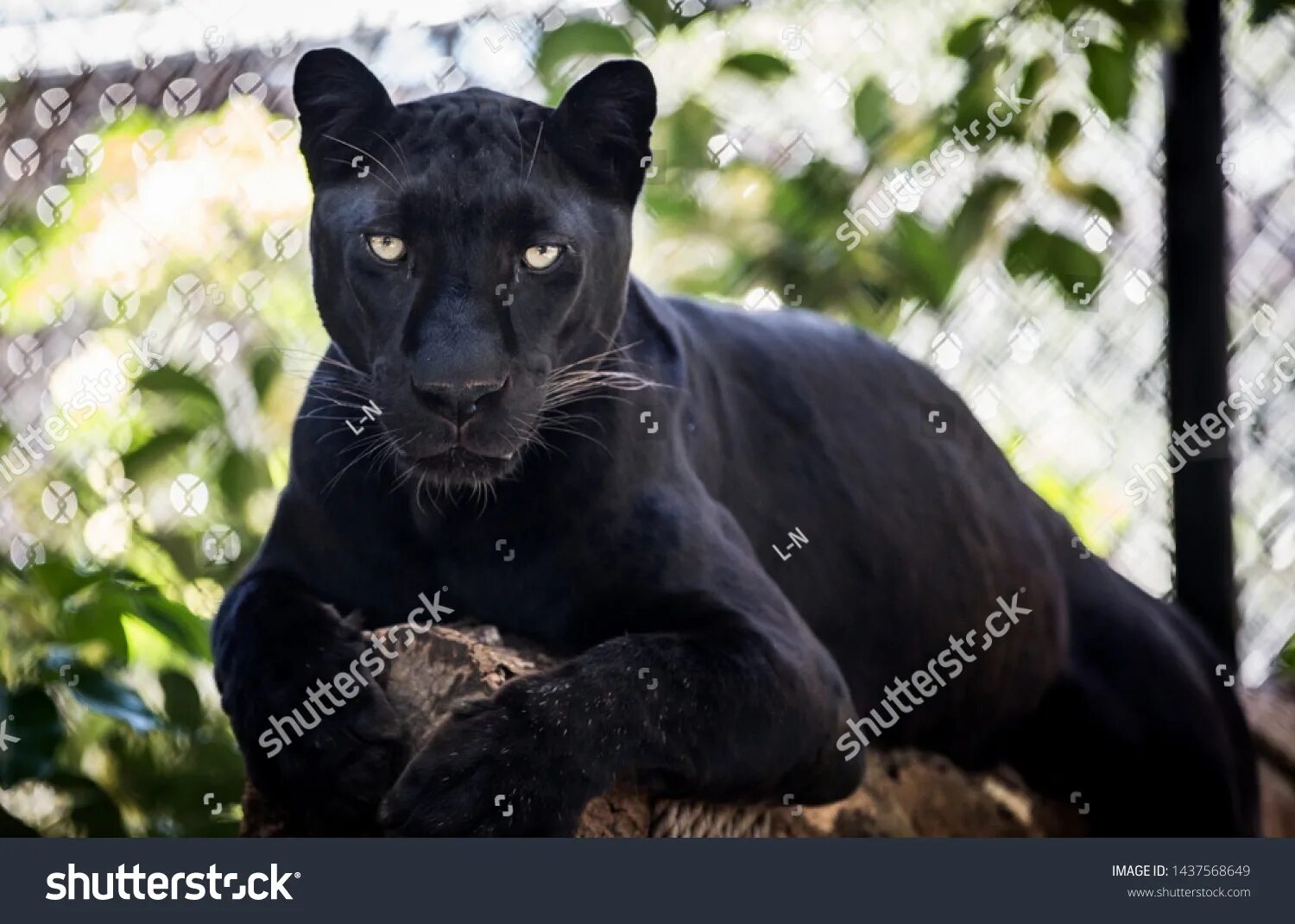 Покажи фото черных 4.033 Panther in tree Görseli, Stok Fotoğraflar ve Vektörler Shutterstock