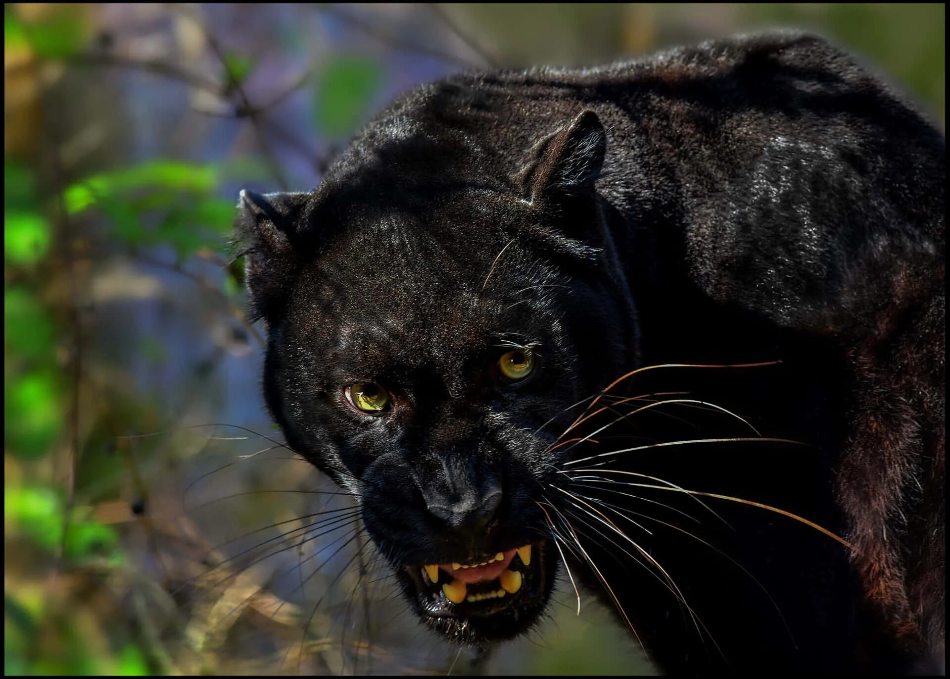 Покажи фото черных Download Wild and Majestic Black Leopard in its Natural Habitat Wallpaper Wallpa