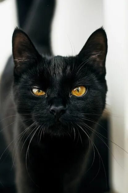 Покажи фото черных кошек Free Photo Black cat with yellow eyes looking at the camera with a blurred in 20