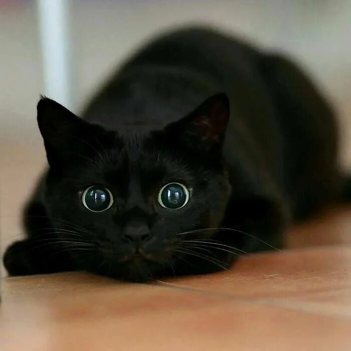 Покажи фото черных кошек 40 Wholesome Pics Of Black Cats To Show They Have Nothing To Do With Bad Luck Cu