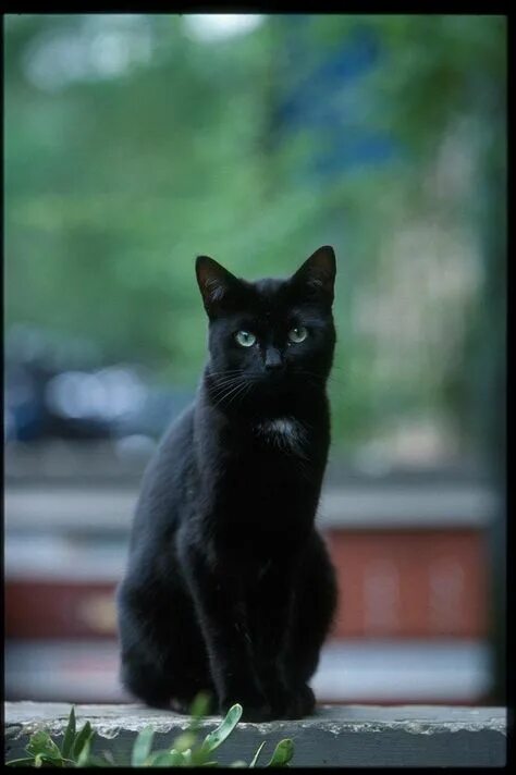 Покажи фото черных кошек 900+ Black cats ideas in 2021 cats, black cat, cats and kittens