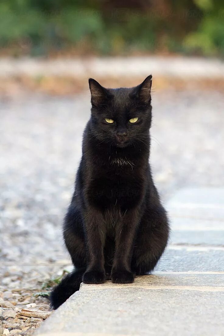 Покажи фото черных кошек "Beautiful Black Cat Sits In Bright Garden And Looks At The Camera With Serious 