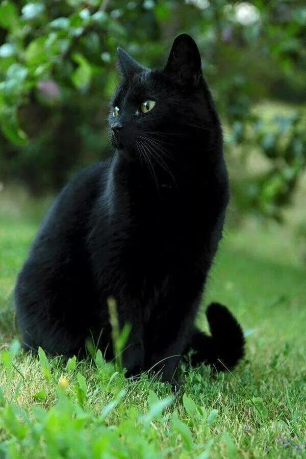 Покажи фото черных кошек Pin by Jules P on Black cats Black cats rock, Cats, Cute black cats