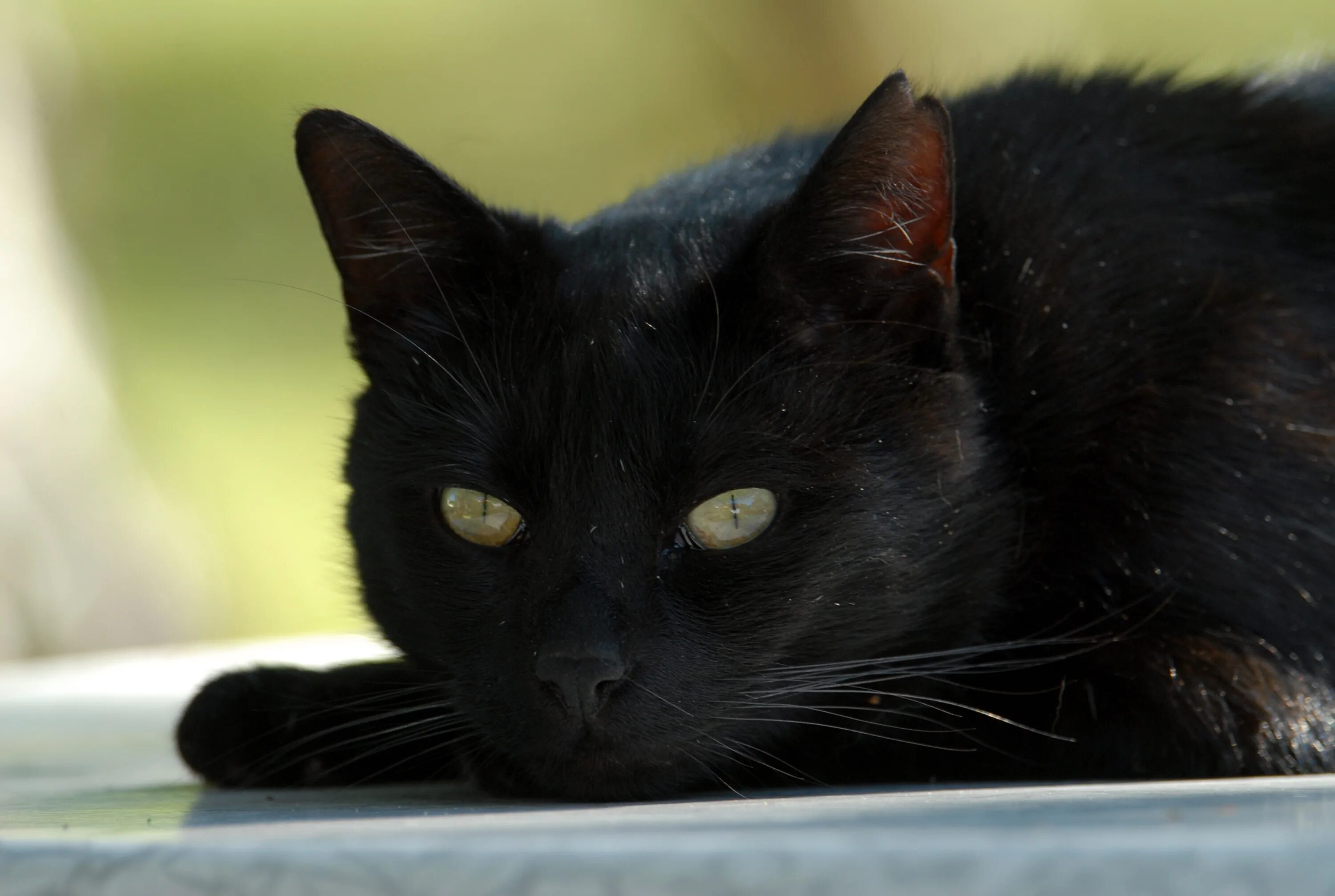 Покажи фото черных кошек Cat Black with green eyes close up on blurred background free image download