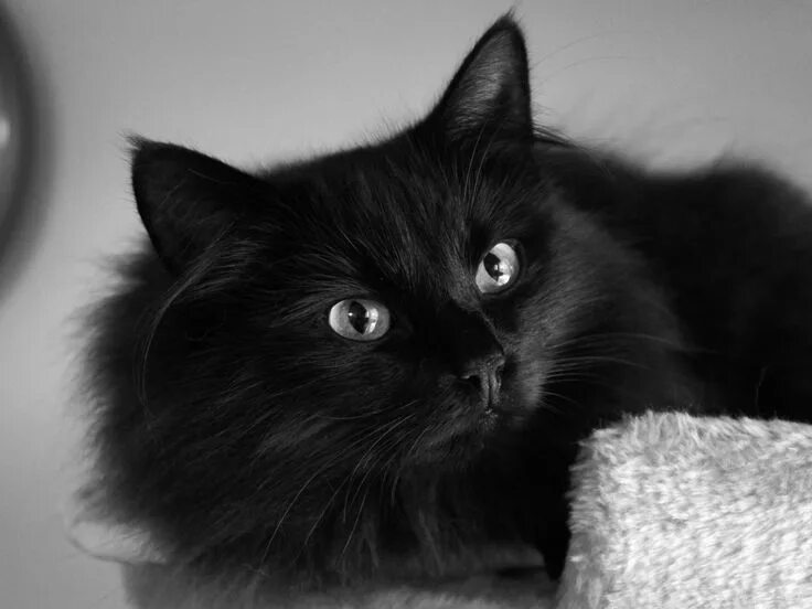 Покажи фото черных котов Beautiful fluffy black cat Fluffy black cat, Beautiful cats, Fluffy cat