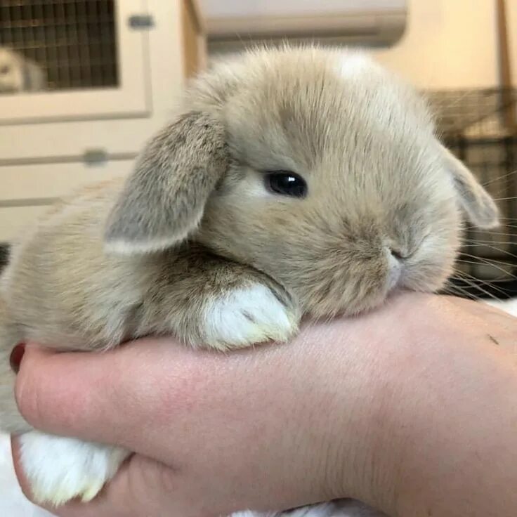 Покажи фото декоративных кроликов Pin en Cute baby rabbits