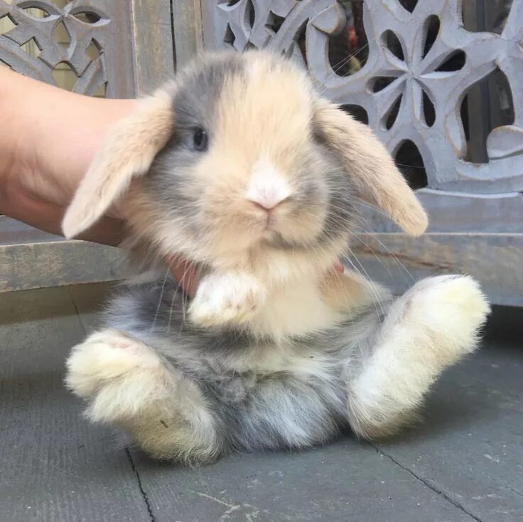 Покажи фото декоративных кроликов Harlequin Holland Lop Cute bunny pictures, Cute baby animals, Pet bunny rabbits