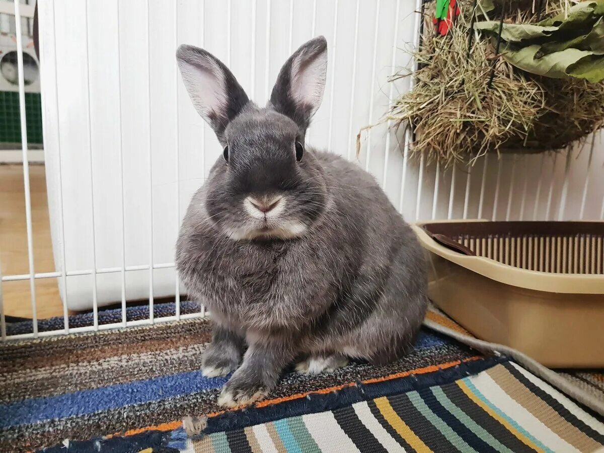 Baby Lop Bunny! Sweet! Cute baby animals, Cute baby bunnies, Fluffy animals