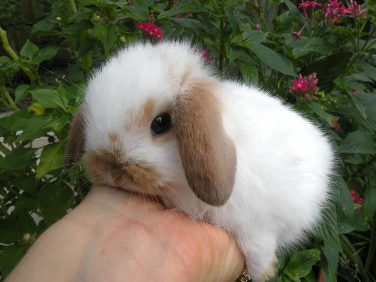 Покажи фото декоративных кроликов Baby Lop Bunny! Sweet! Cute baby animals, Cute baby bunnies, Fluffy animals