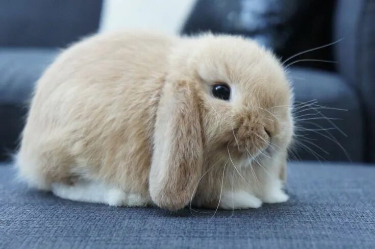 Покажи фото декоративных кроликов Pin by Lean marie on Bunnies/Hares and Jack Rabbits Cute baby bunnies, Fluffy an