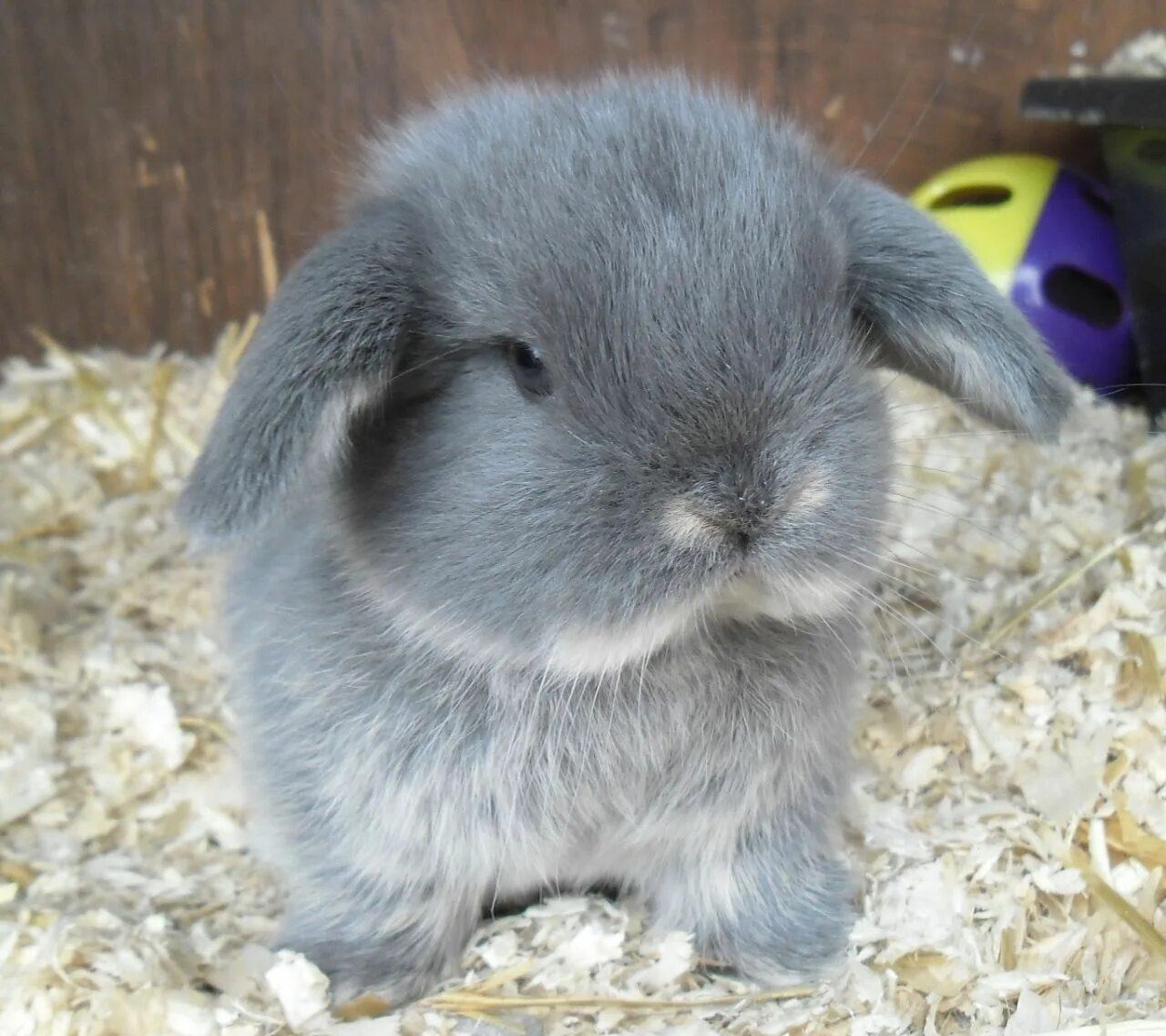 Покажи фото декоративных кроликов Mini Lop rabbits for sale Pets4Homes