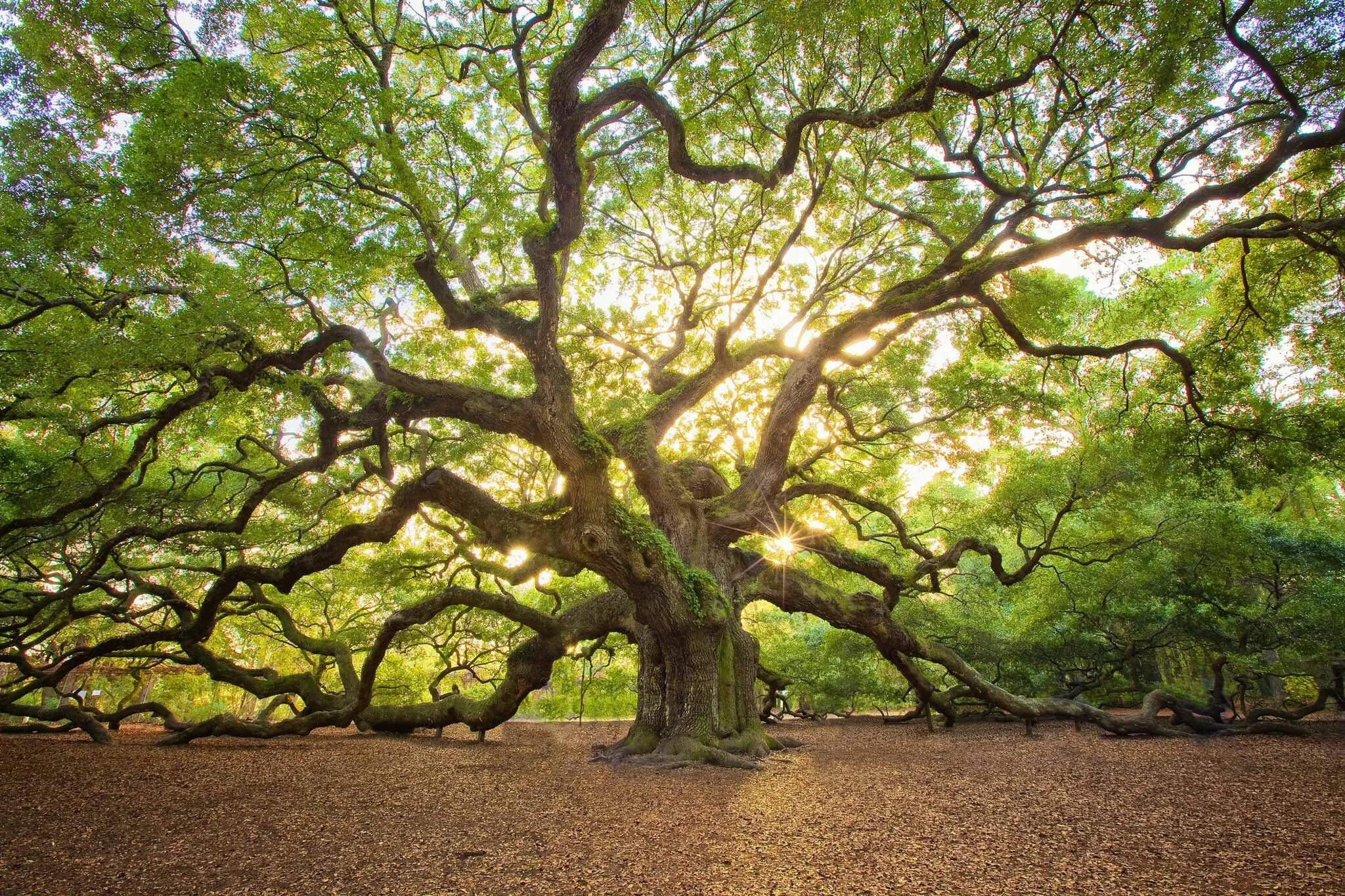 Покажи фото дерева derevo-dub-angel-charlston-yuzhnaya-karolina-peyzazh Angel oak trees, Tree photo