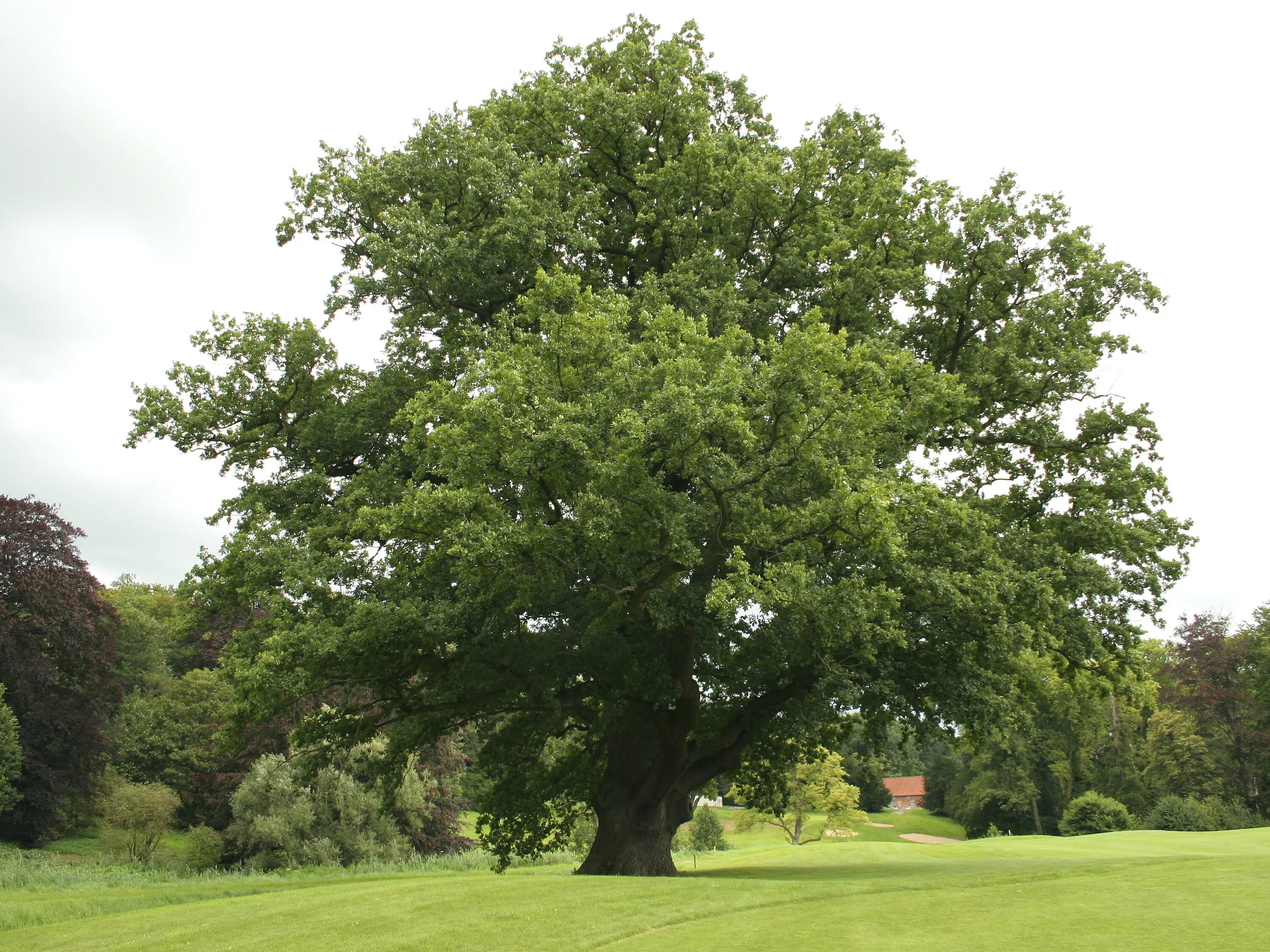 Покажи фото дерева Файл:Quercus robur JPG (d1).jpg - Вікіпедыя