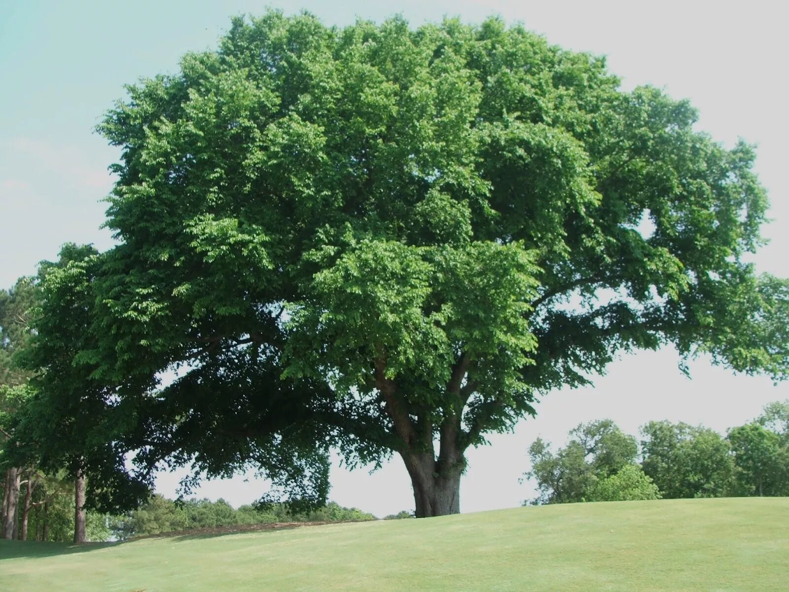 Покажи фото дерева Вяз шершавый (Ulmus glabra) в СПб: цена от 2900 руб., фото, описание В наличии