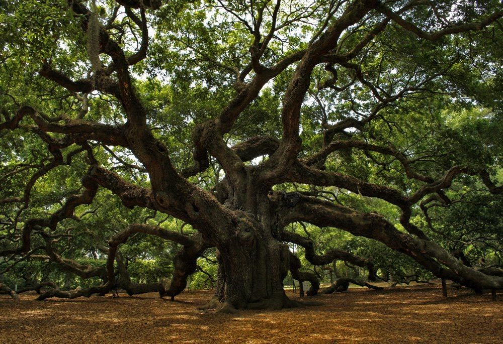 Покажи фото дерева Фотографии Андрея Lightwarrior - 1 931 фотография Angel oak trees, Angel oak, Pi