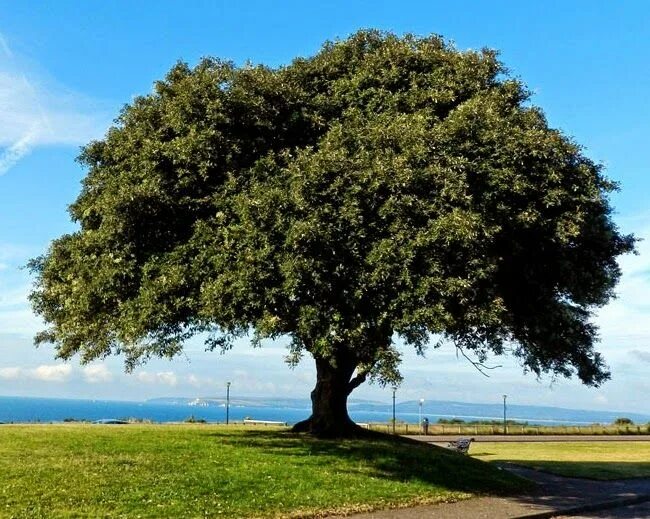 Покажи фото дерева encina arbol