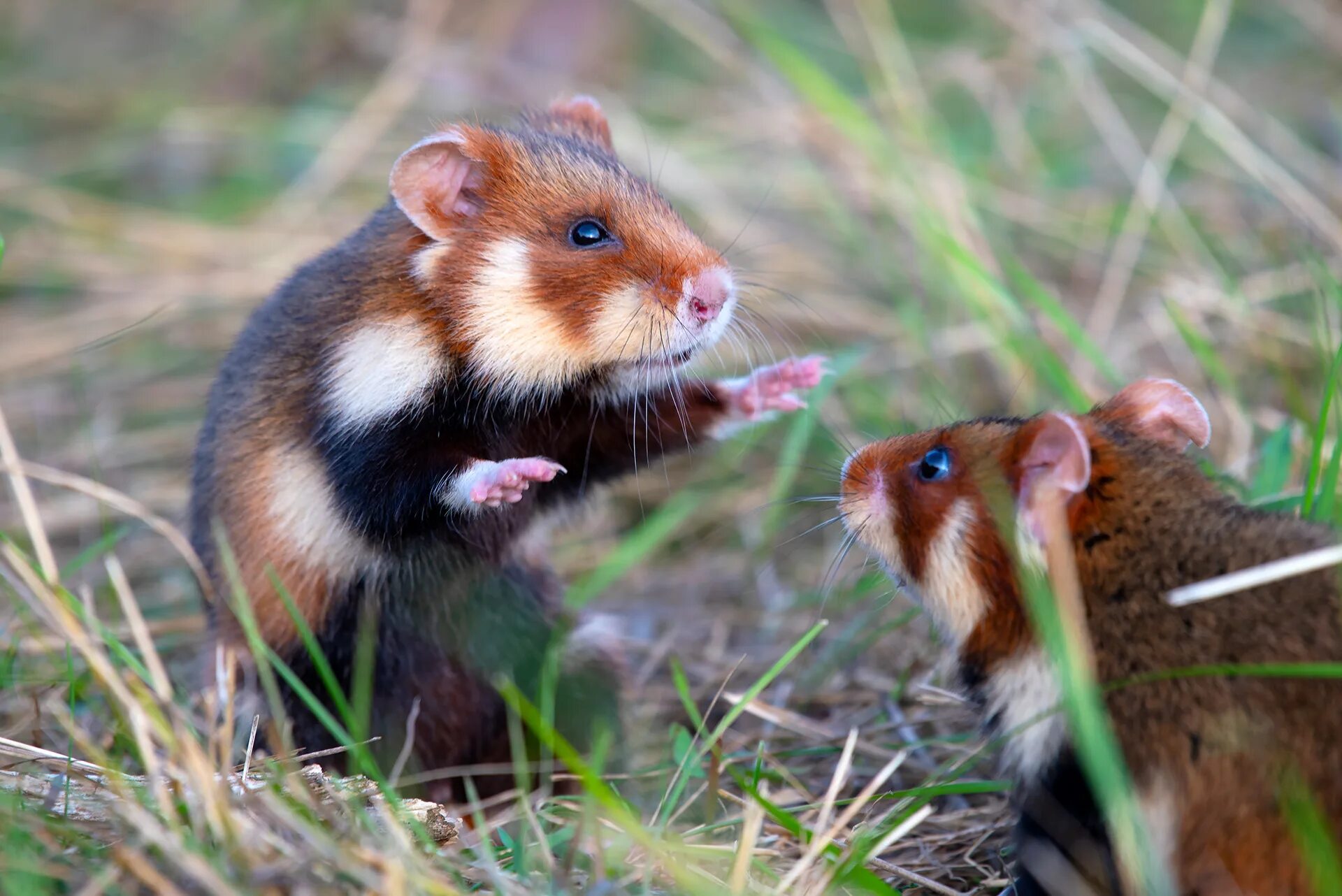 Покажи фото диких хомяков Second group of hamsters released on the Tarutino Steppe Rewilding Europe