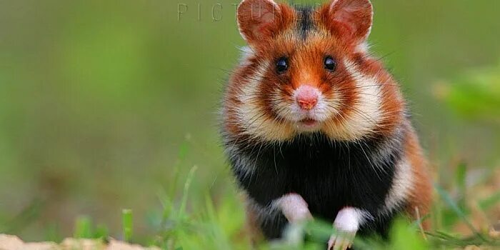 Покажи фото диких хомяков Black-bellied Hamster Animals Wiki Fandom