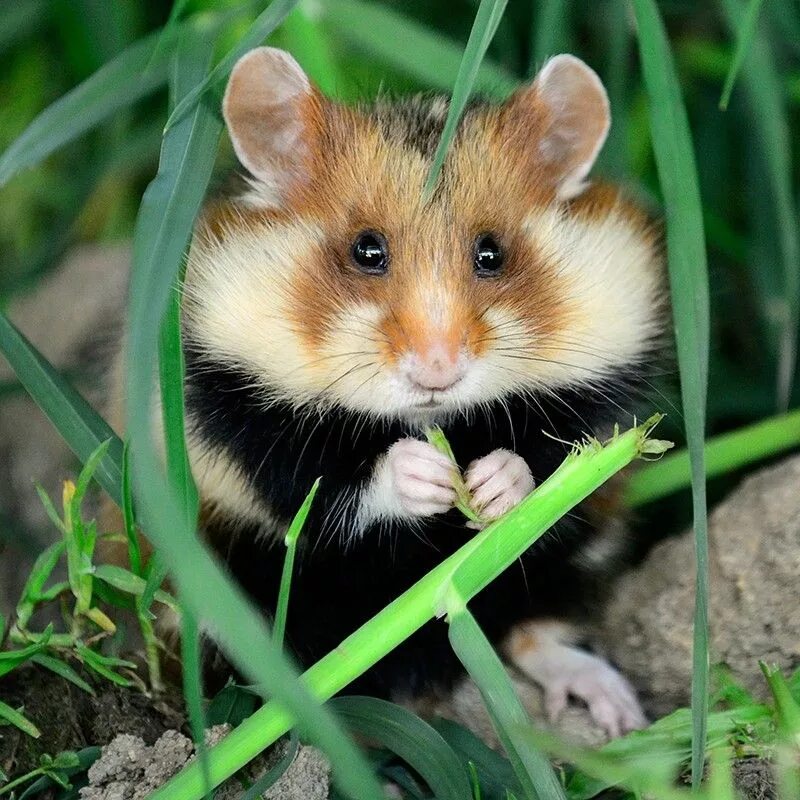 Покажи фото диких хомяков Hamsters: From the Wild to Your Bedroom - National Geographic Kids お か し な 動 物, 