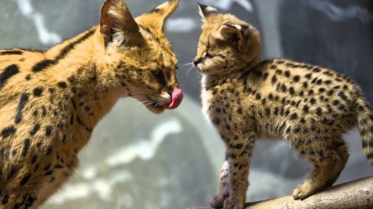 Покажи фото диких кошек Семейство кошачьих. Дикие кошки (Cat family. Wild cats) - YouTube