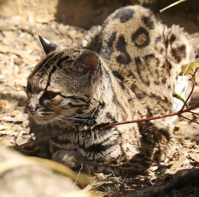 Покажи фото диких кошек Длиннохвостая кошка Маргай (Leopardus wiedii) Кошки, Редколесье, Дымчатый леопар