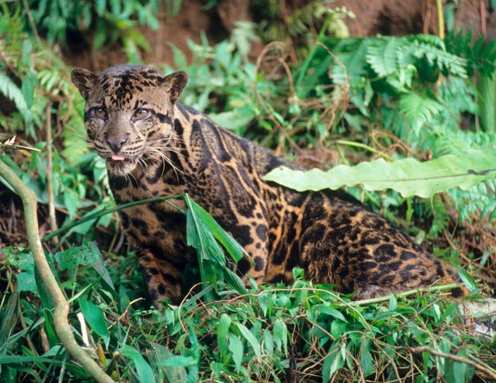 Покажи фото диких кошек New leopard species found in Borneo