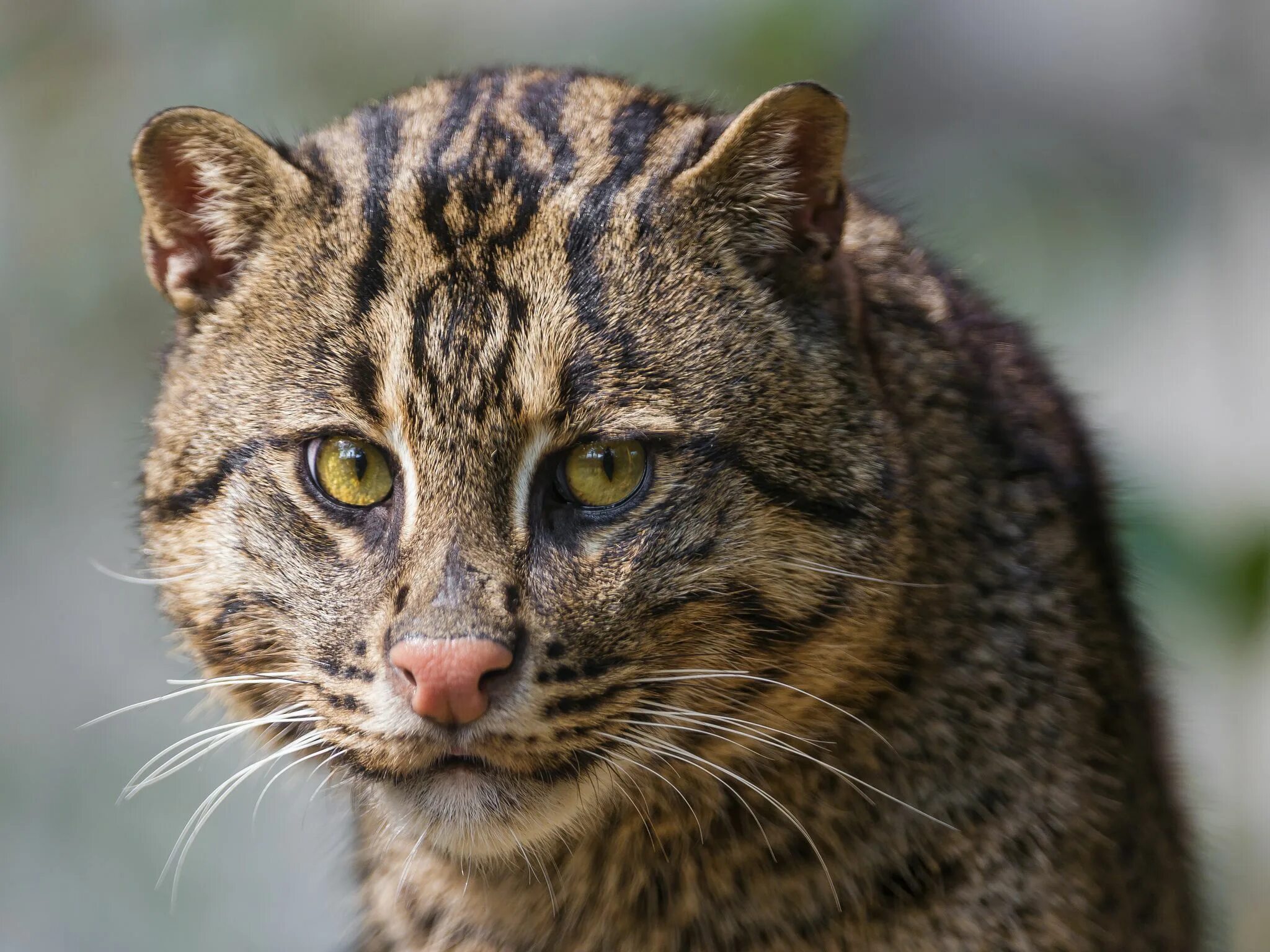 Покажи фото диких кошек fishing cat Exotic cats, Cats, Cat breeds