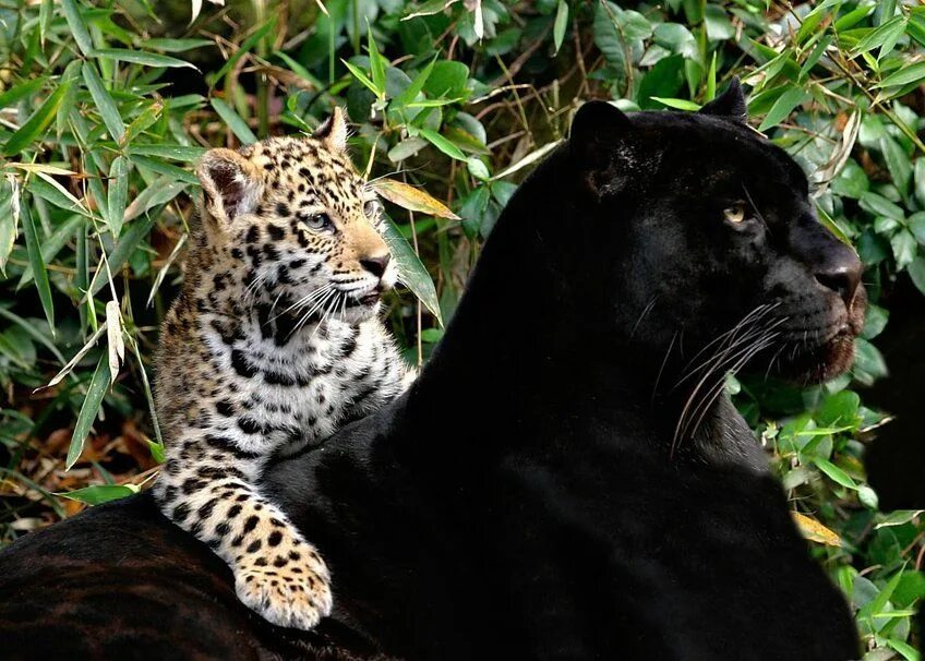 Покажи фото диких кошек grandes felinos salvajes - Buscar con Google Wild cats, Animals, Big cats