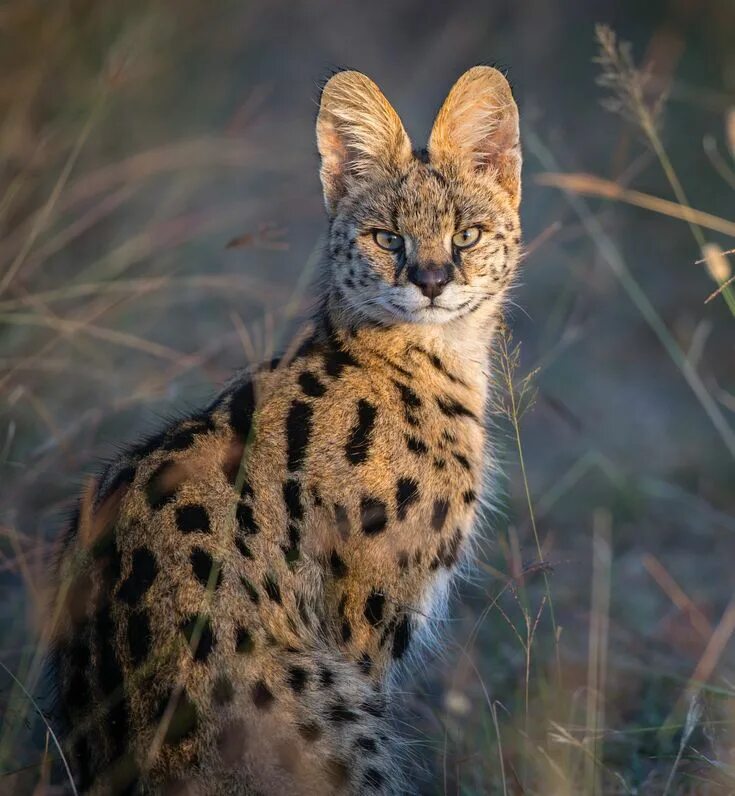 Покажи фото диких кошек Serval, © Nina Siemiatkowski Serval cats, Small wild cats, Wild cats