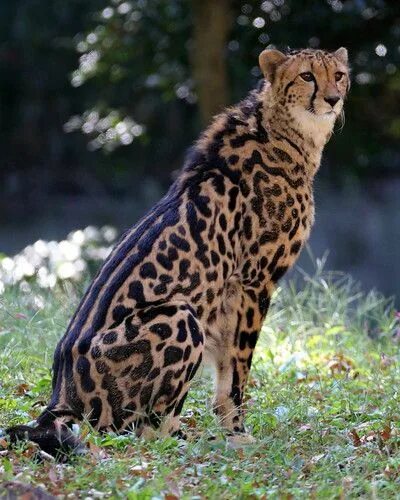 Покажи фото диких кошек A48O4622 Big cats, Wild cats, Animals wild