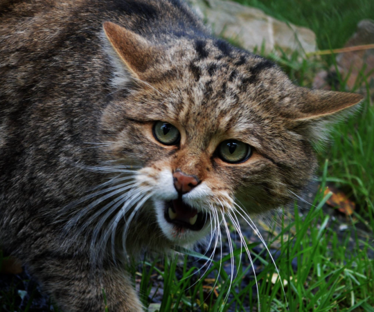 Покажи фото диких котов The elusive Scottish Wildcat Wild cats, Feline, Animals