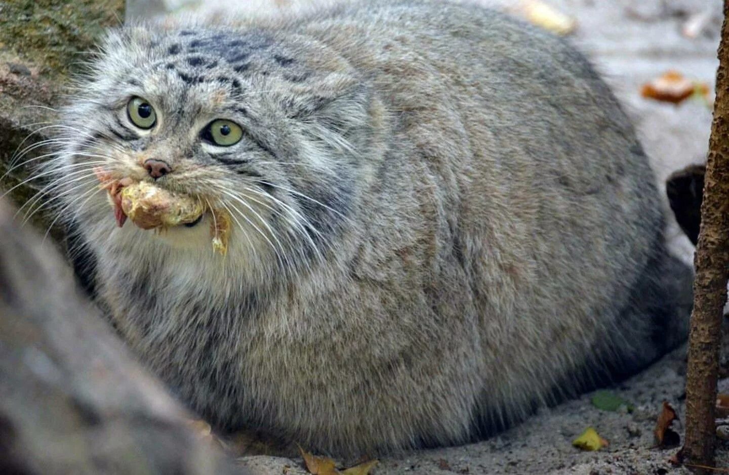 Покажи фото диких котов Fluffy pile Pallas's cat, Small wild cats, Cats and kittens