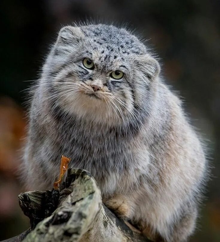 Покажи фото диких котов Пин на доске Animal Манул, Экзотические кошки, Красивые кошки