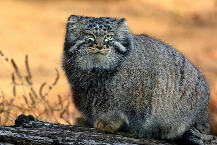 Покажи фото диких котов Pin on Cicák ,chats cats Pallas's cat, Big cats, Animals