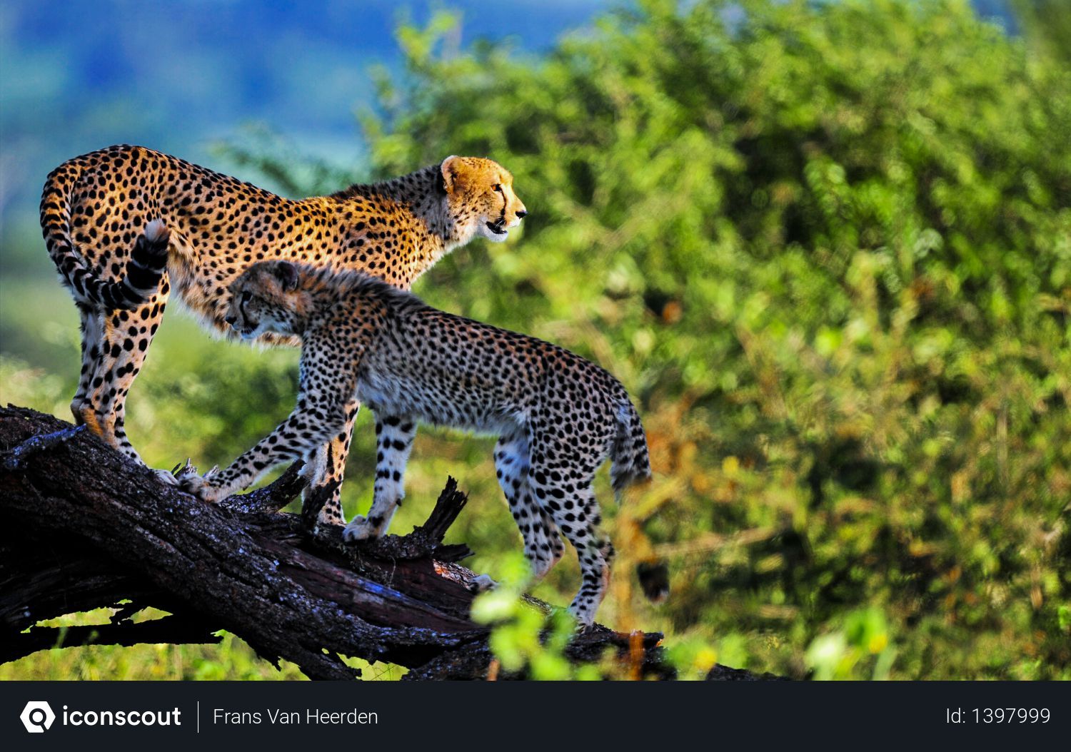 Покажи фото диких животных Free leopard Photo Animals, Wild animal wallpaper, Animal categories